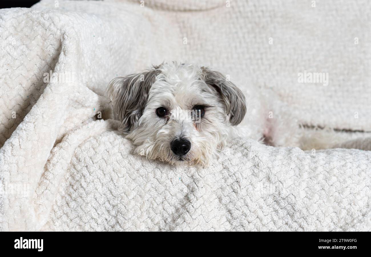 Süßer Hund gemischter Schnauzer, Bichon Frise Stockfoto