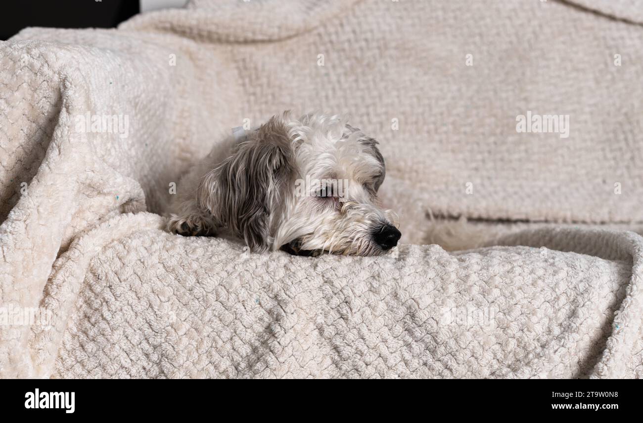 Süßer Hund gemischter Schnauzer, Bichon Frise Stockfoto