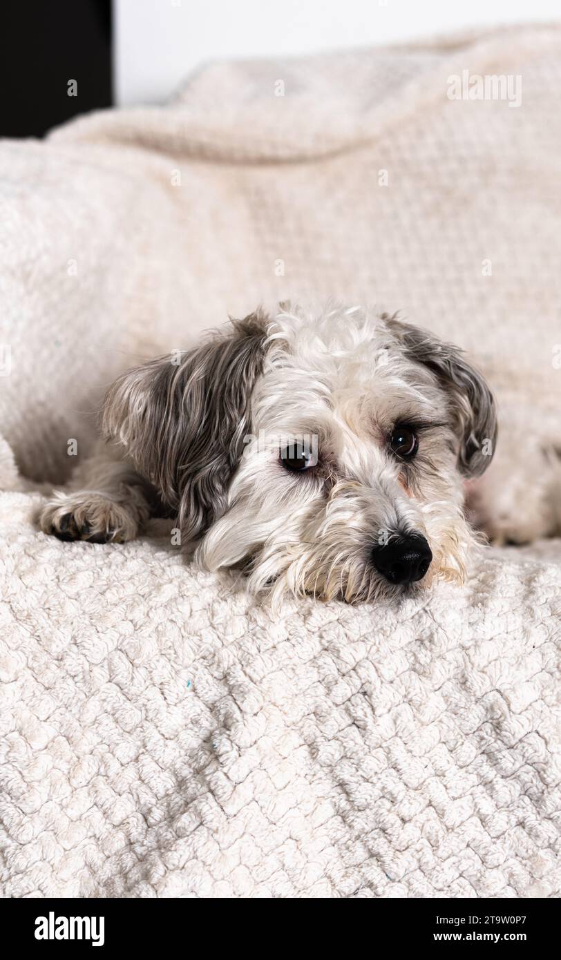 Süßer Hund gemischter Schnauzer, Bichon Frise Stockfoto
