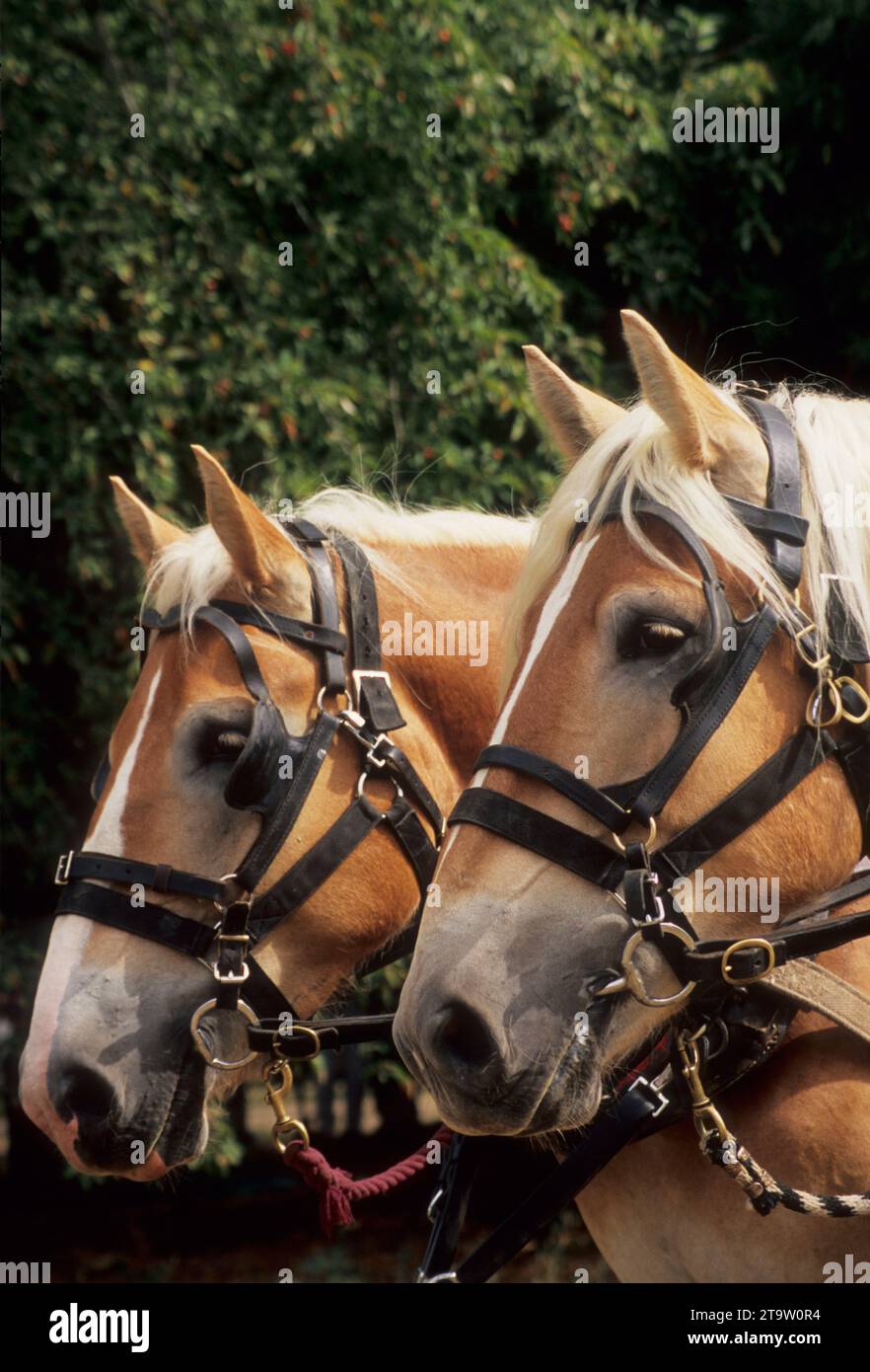 Belgische arbeit Pferde, historische Hanley Farm, Jackson County, Oregon Stockfoto