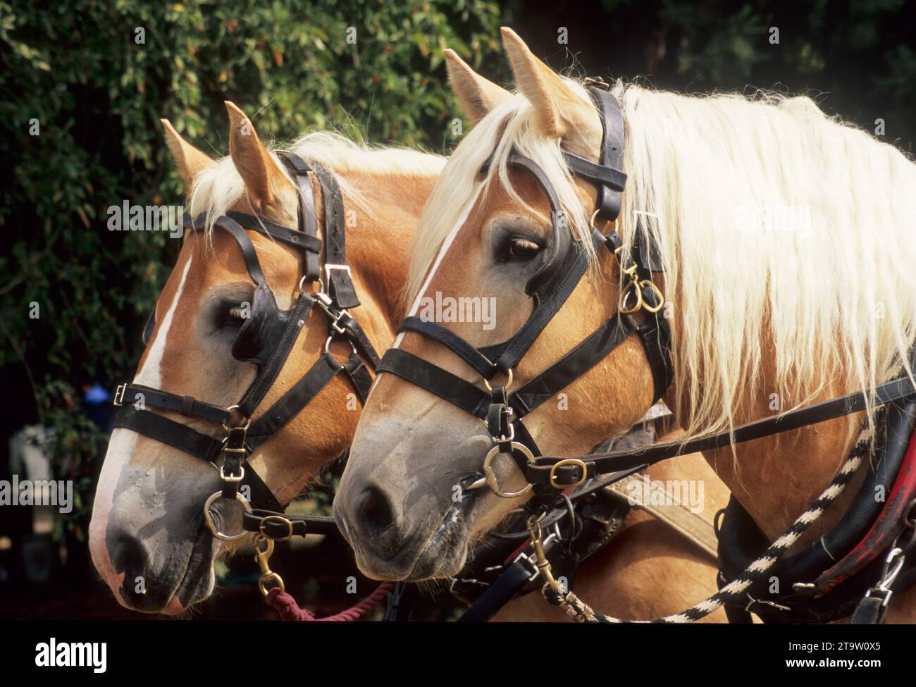 Belgische arbeit Pferde, historische Hanley Farm, Jackson County, Oregon Stockfoto