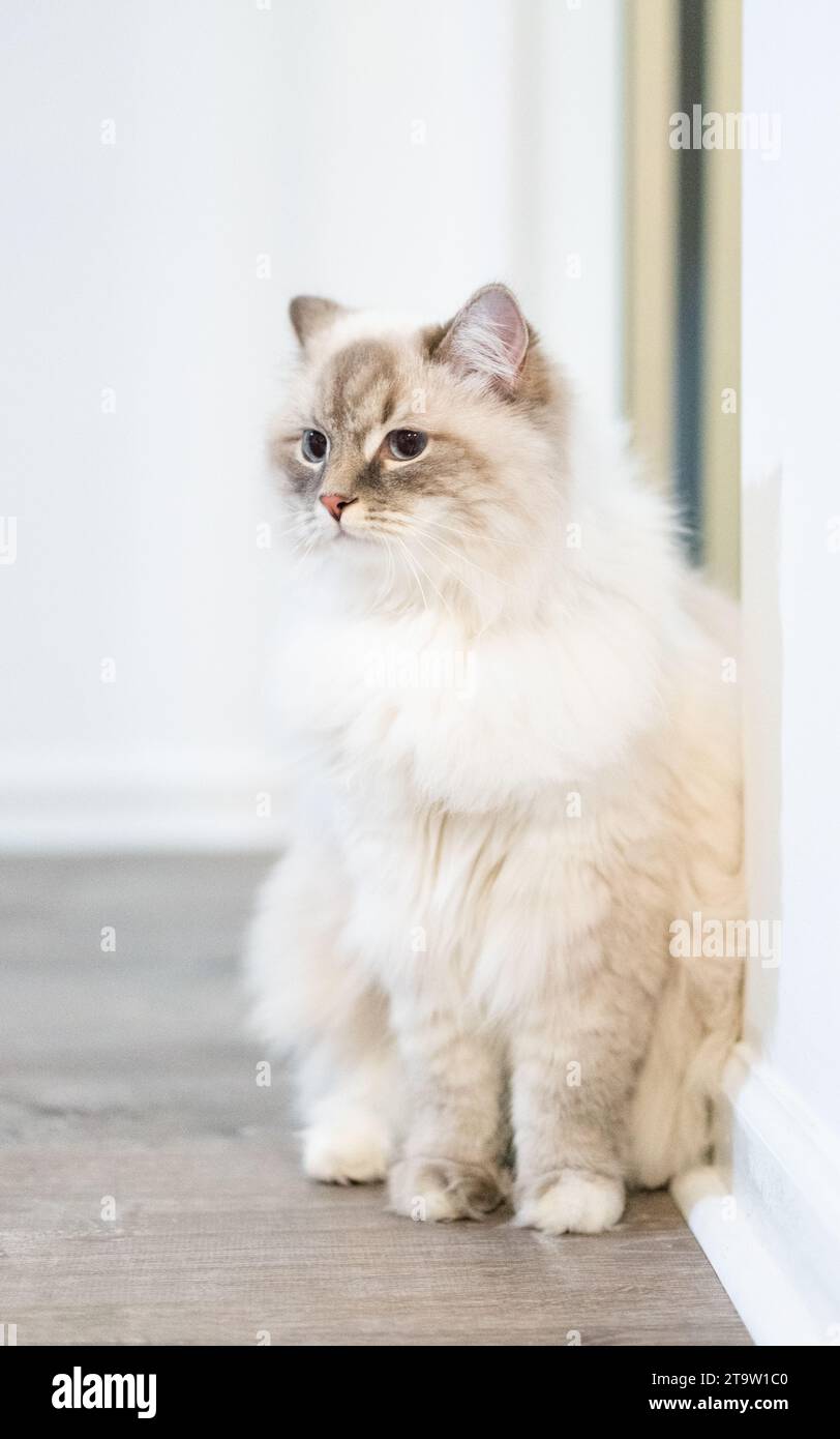 Wunderschöne flauschige weiße Katze mit blauen Augen Stockfoto