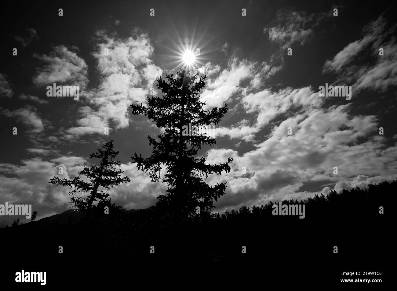 Das Lichtspiel durch die Bäume zeigt nicht nur die Schönheit der Natur, sondern lädt auch zum Nachdenken ein, als würde der Wald selbst Geheimnisse verflüstern Stockfoto