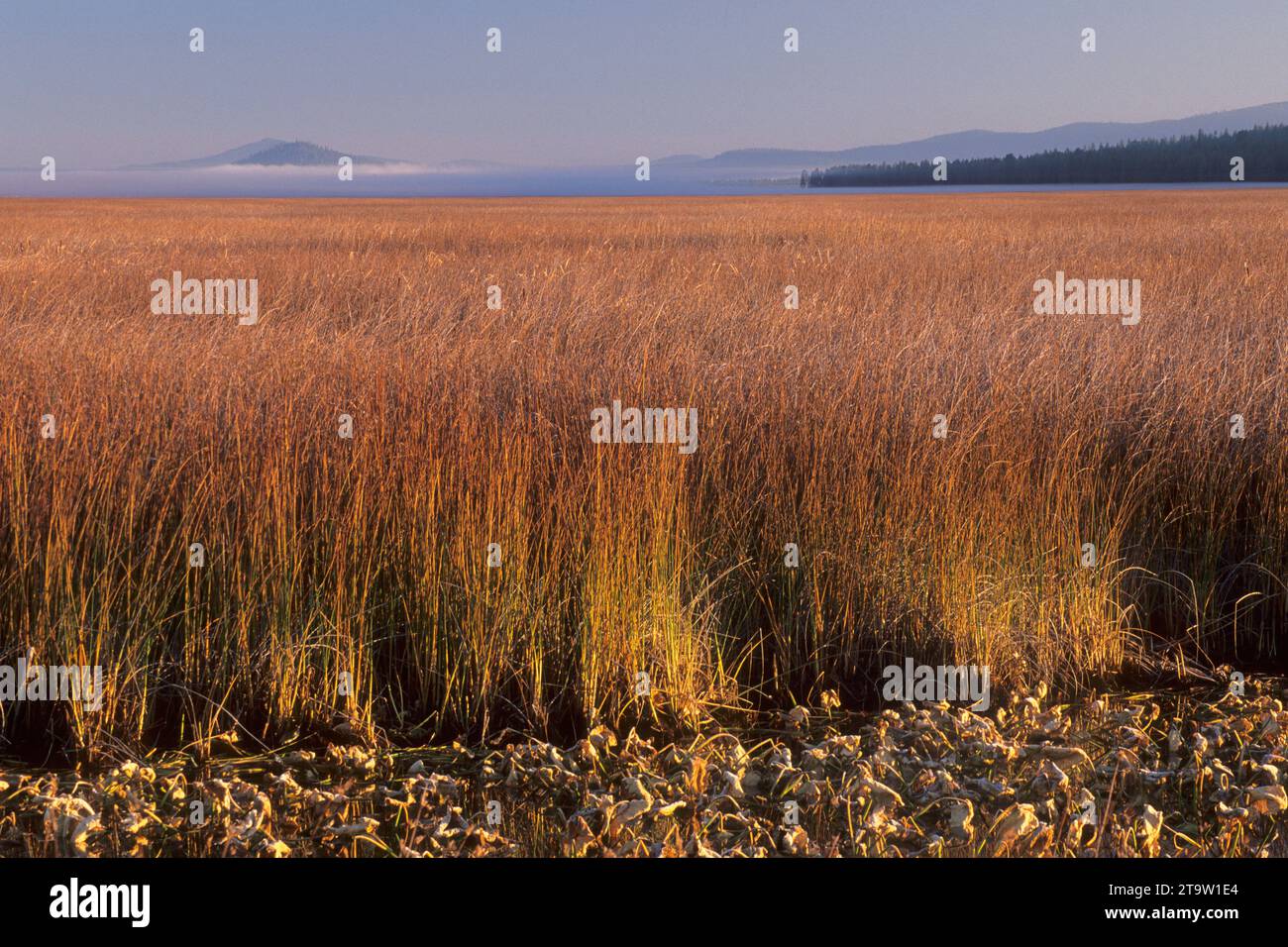 Rohrkolben Marsh, Klamath Marsh National Wildlife Refuge, Oregon Stockfoto