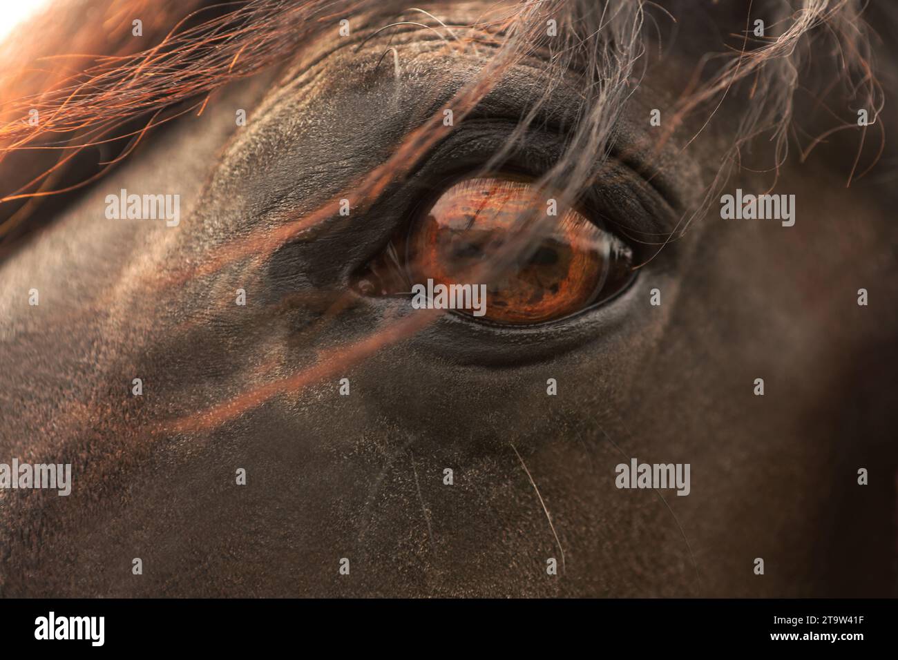 Nahaufnahme eines gestürzten Ponys Auge Stockfoto