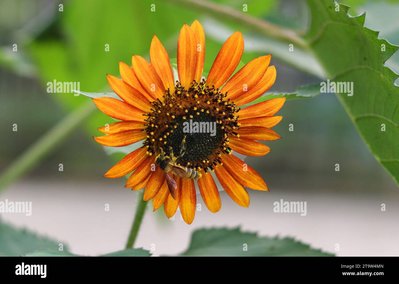 Nahaufnahme des Sonnenblumenbaums, wunderschöner Sonnenblumengarten. Stockfoto