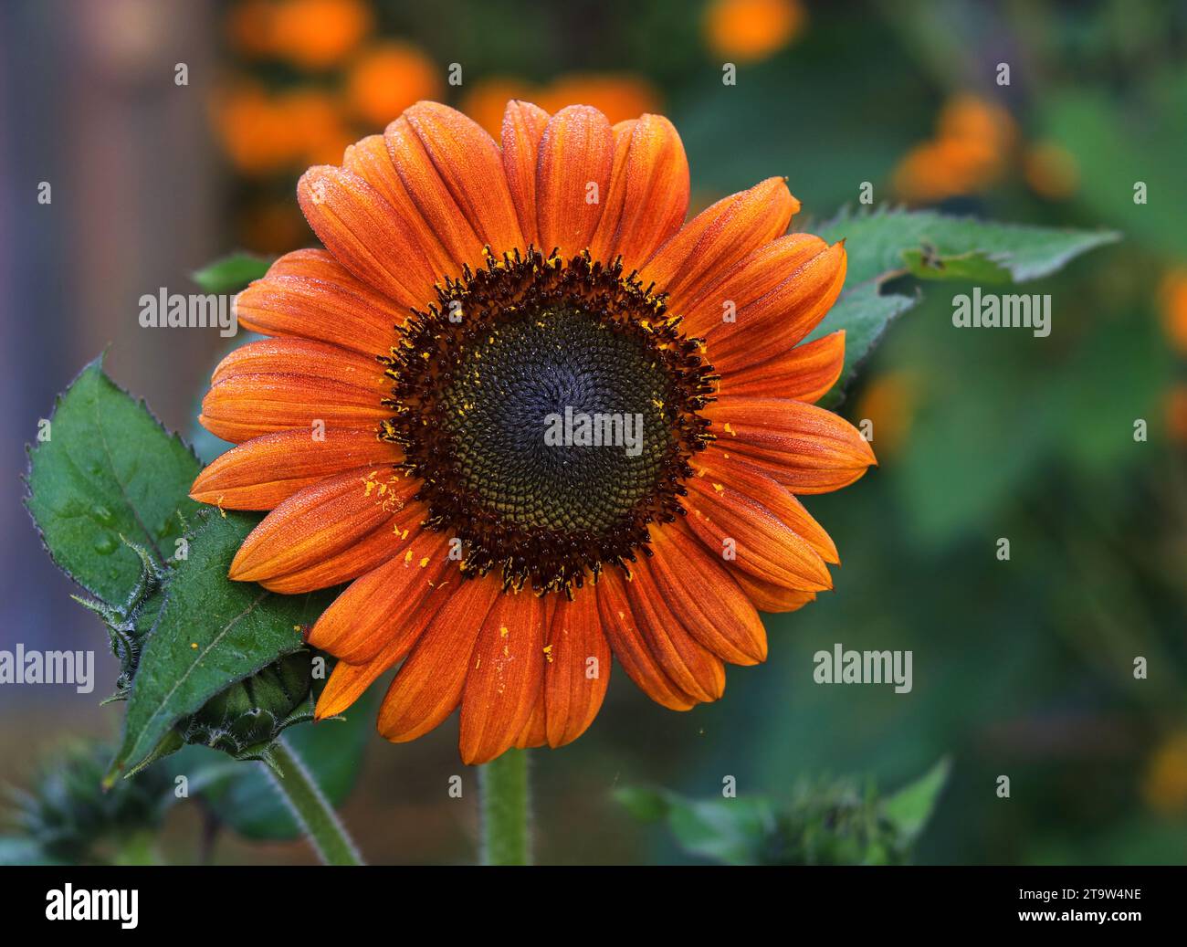Sonnenblume wunderschöne Nahaufnahme, Sonnenblumen im Garten Blumen. Stockfoto