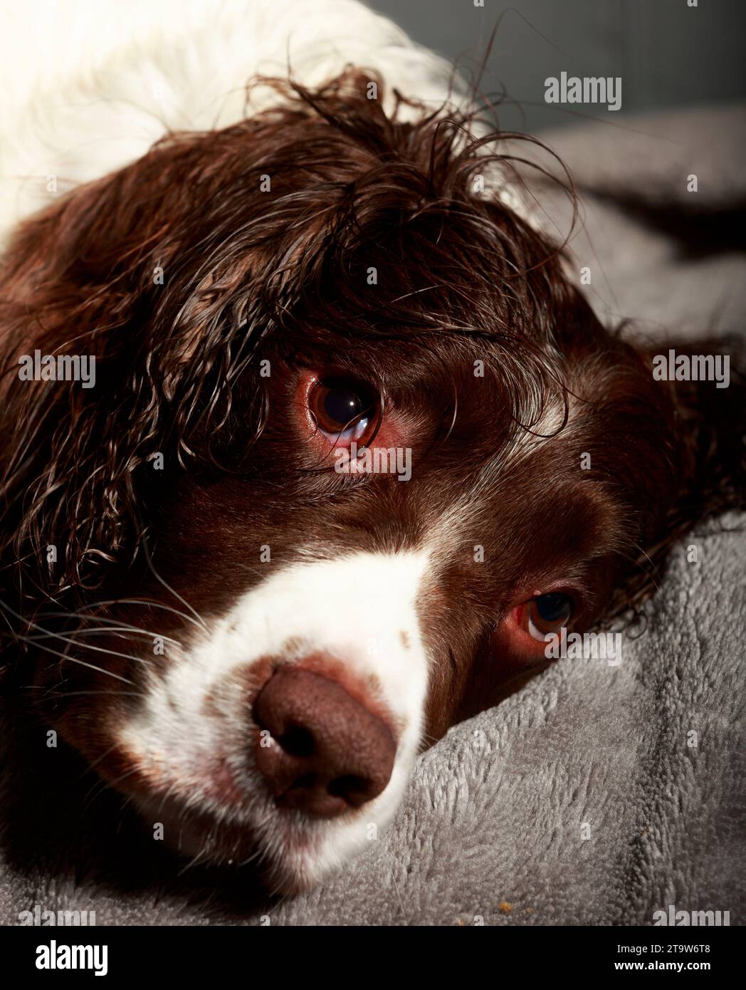 Englischer Springer Spaniel, der in die Kamera schaut Stockfoto