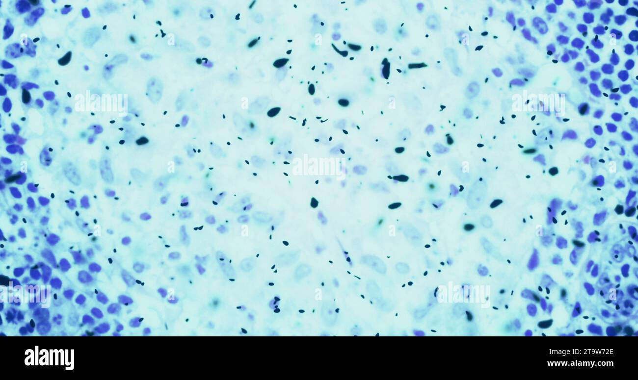 Bakterien oder Keime Mikroorganismus Zellen unter Mikroskop in der Farbe chemische blaue Flüssigkeit, verlangsamt Bewegung Stockfoto