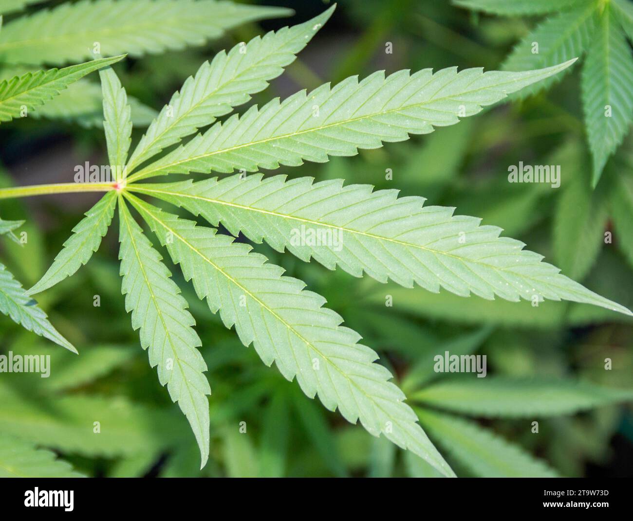 Eine Nahaufnahme eines grünen Cannabisblattes an einer Pflanze. Stockfoto