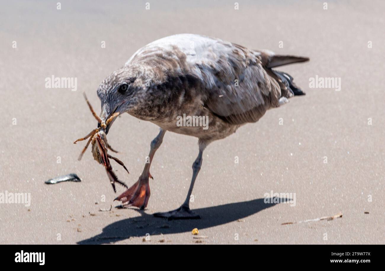 Ein Möwenvogel steht auf dem Sand mit einer Krabbe im Mund. Stockfoto