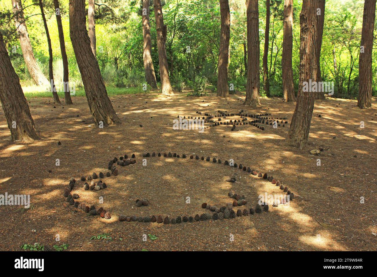 Das Bild des Herzens und der Sonne von den Kegeln im Wald. Stockfoto