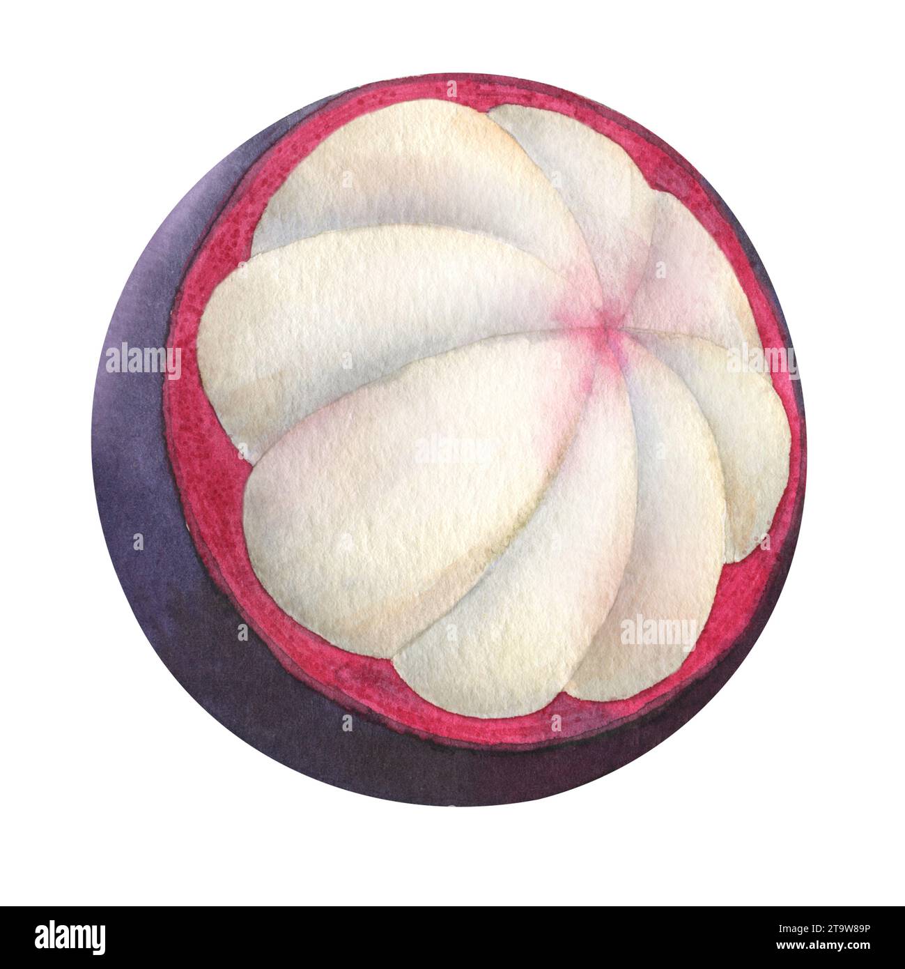 Mangostan-Aquarellillustration. Handgezeichnete Skizze mit der Hälfte exotischer tropischer Früchte auf isoliertem Hintergrund. Skizze von thailändischem Mangostana im Sommer für Lebensmitteletiketten oder Menüs. Zeichnung für Verpackung. Stockfoto