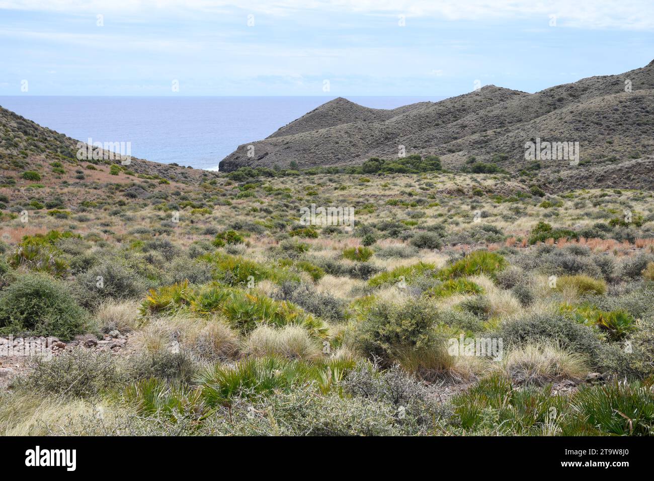 Cala de los Toros mit mediterraner Zwergpalme (Chamaerops humilis). Naturpark Cabo de Gata, Almeria, Andalusien; Spanien. Stockfoto