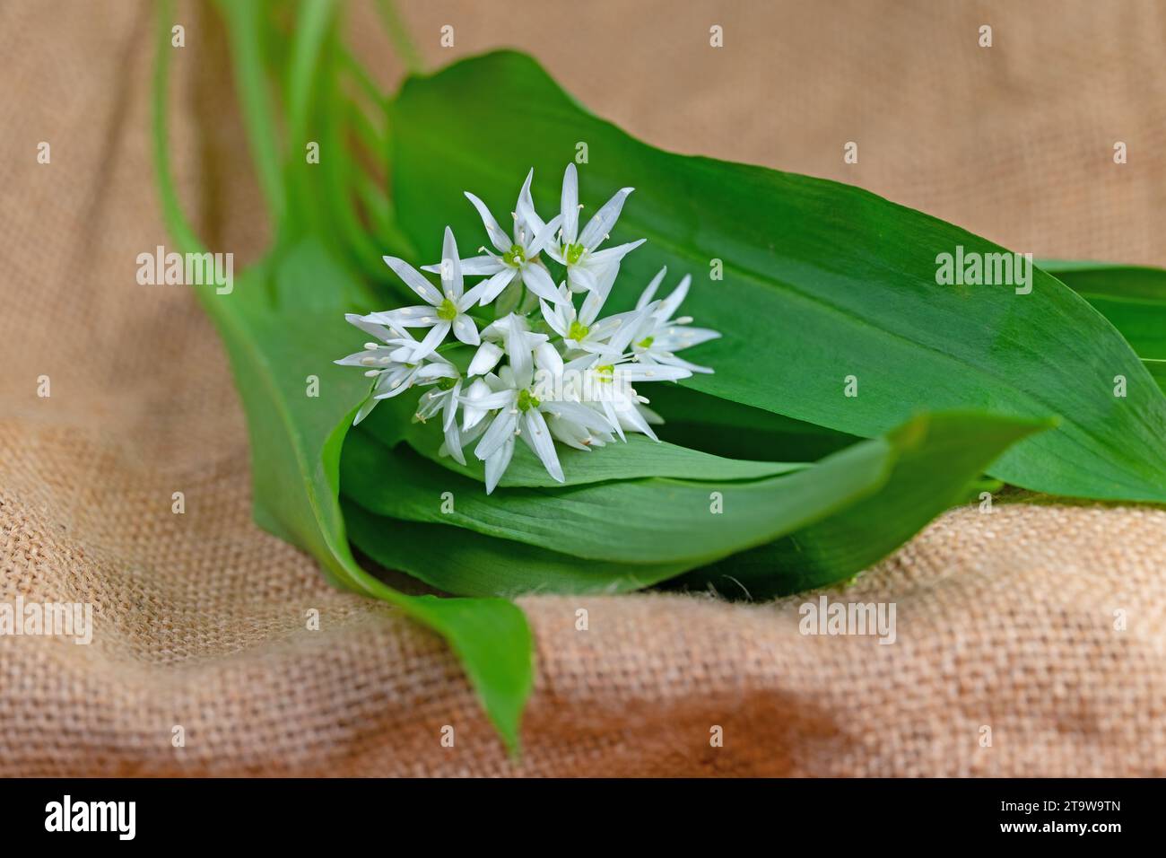 Wilde Knoblauchblätter und Blumen in Nahaufnahme Stockfoto