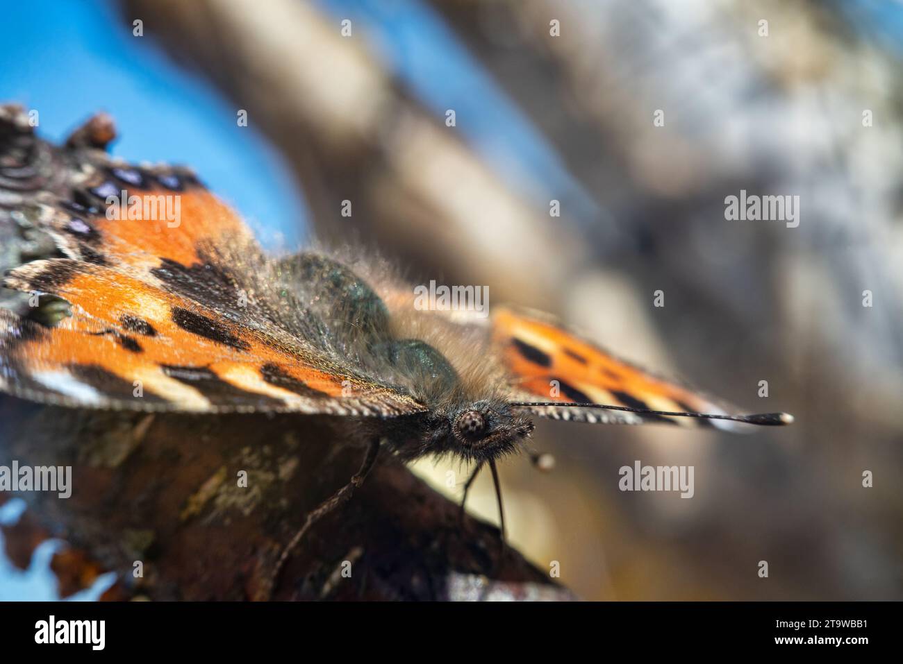 Kleine Schildkrötenschalen-Schmetterling (Vanessa urticae) nach Winterschlaf eines erwachsenen Insekts. Ultra-Makro Stockfoto