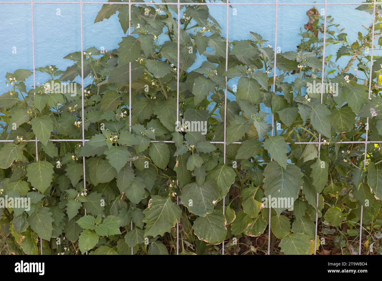 Schwarzer Nachtschatten, Schwarz-Nachtschatten, Solanum nigrum, Schwarzer Nachtschatten, gemeinsamer Nachtschatten, europäischer schwarzer Nachtschatten, brombeer-Nachtschatten, Stockfoto