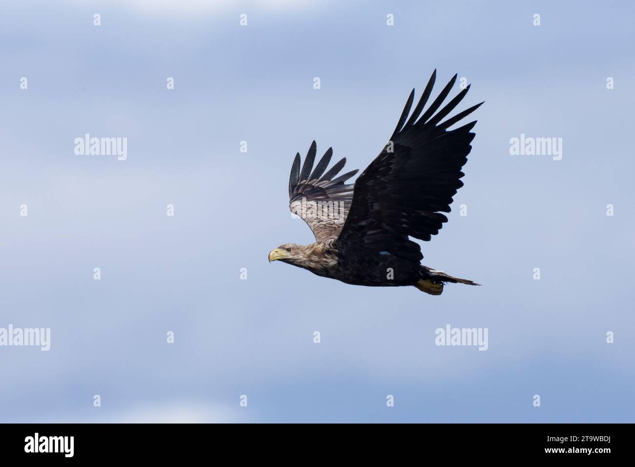 Seeadler, Flug, Flugbild, fliegend, See-Adler, Adler, Haliaeetus albicilla, Seeadler, Adler des Regens, Seegrauer Adler, erne, Grauadler, W Stockfoto