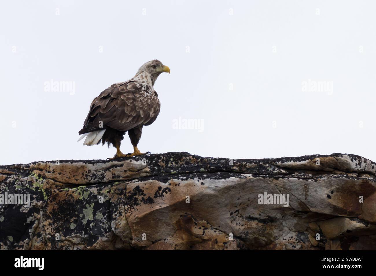 Seeadler, Flug, Flugbild, fliegend, See-Adler, Adler, Haliaeetus albicilla, Seeadler, Adler des Regens, Seegrauer Adler, erne, Grauadler, W Stockfoto