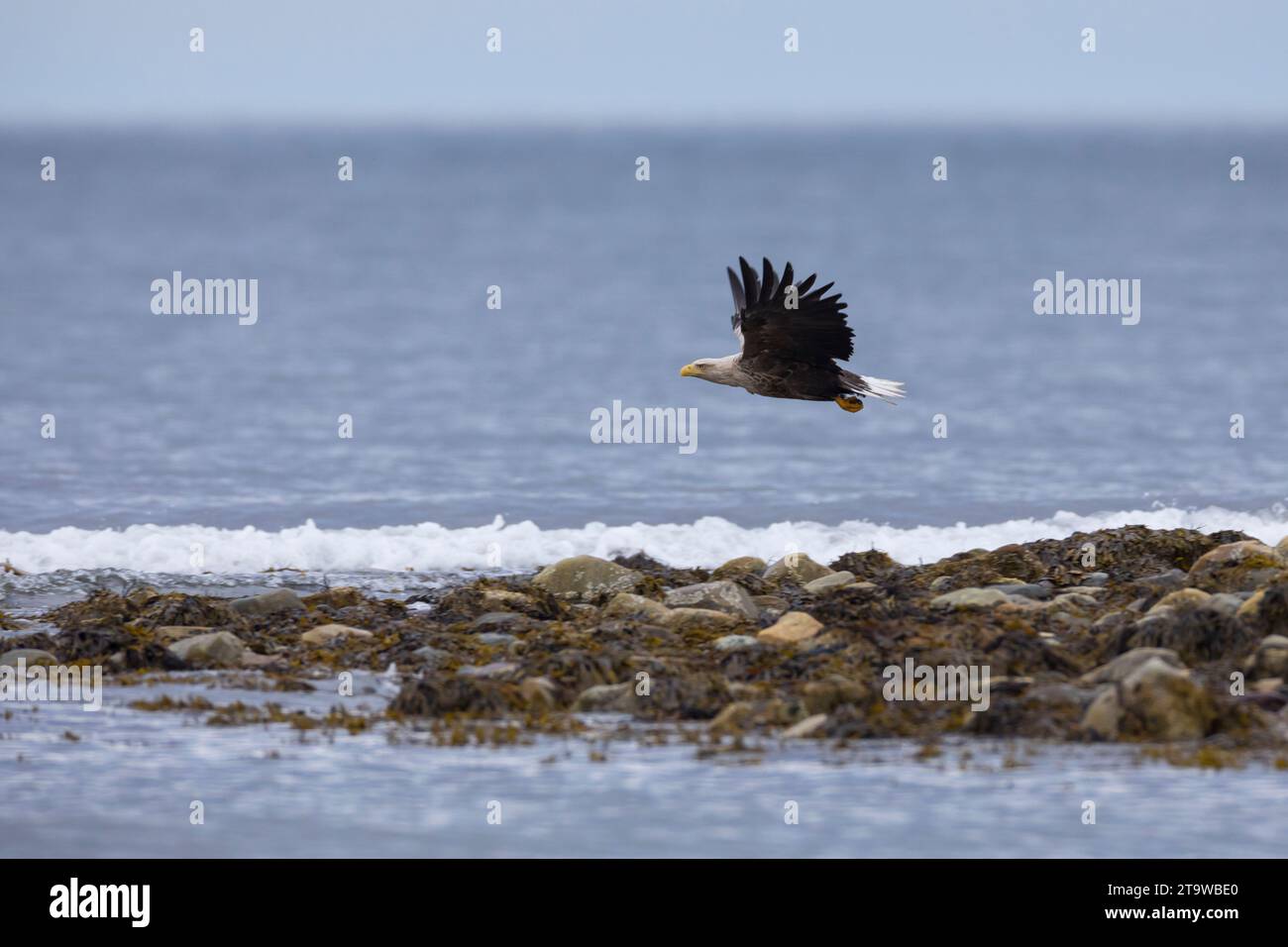 Seeadler, Flug, Flugbild, fliegend, See-Adler, Adler, Haliaeetus albicilla, Seeadler, Adler des Regens, Seegrauer Adler, erne, Grauadler, W Stockfoto