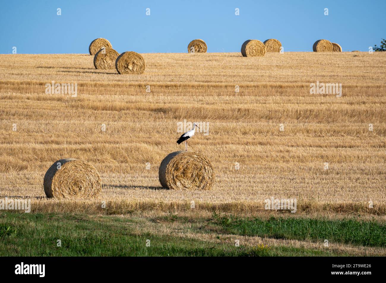Ein Weißstorch ( Ciconia ciconia ) steht auf einem Heuballen auf einem geernteten Feld mit blauem Himmel Stockfoto