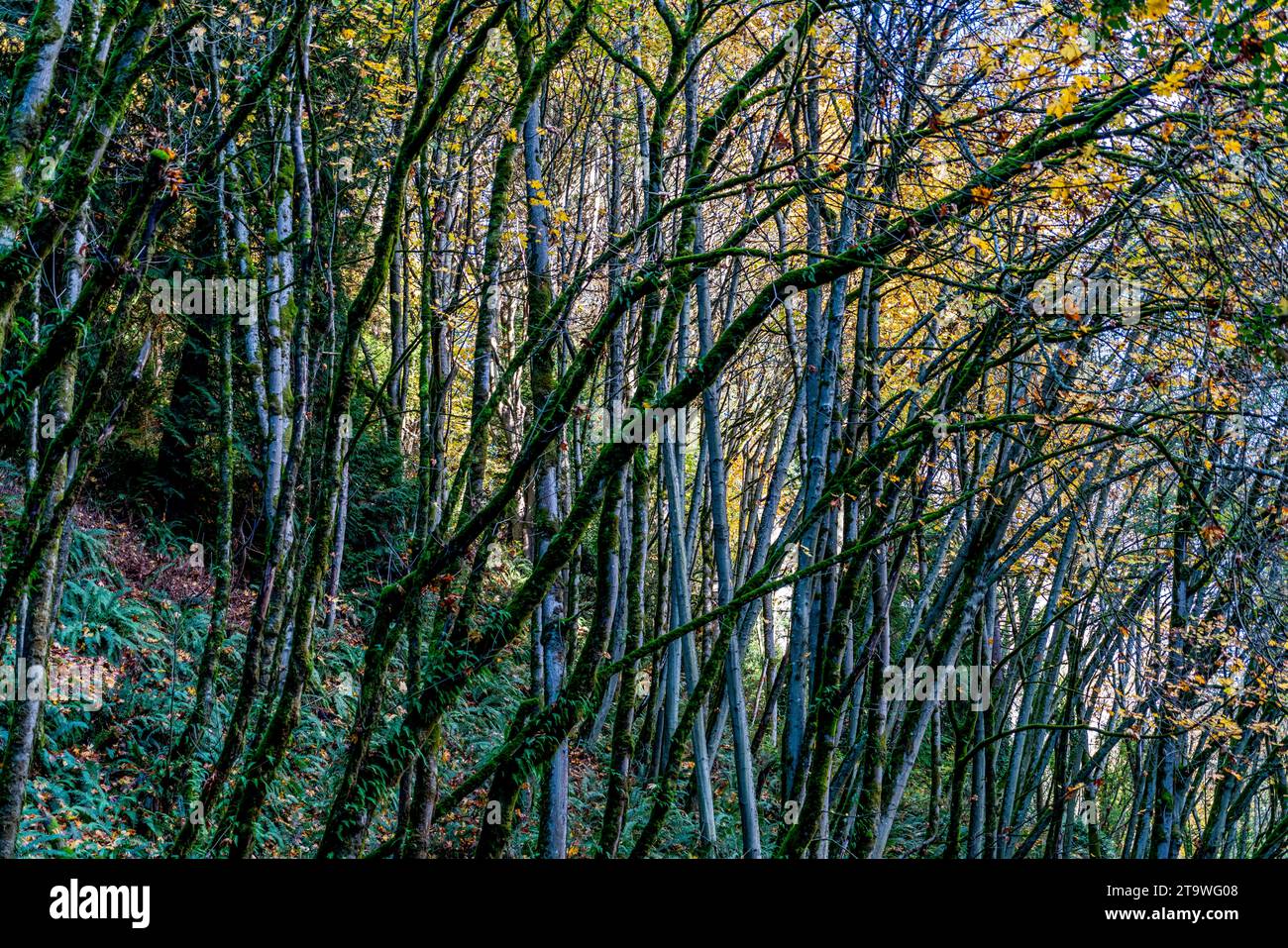 Ein Blick auf schräge Bäume im Spätherbst im Seahurst Beach Park in Burien, Washington. Stockfoto