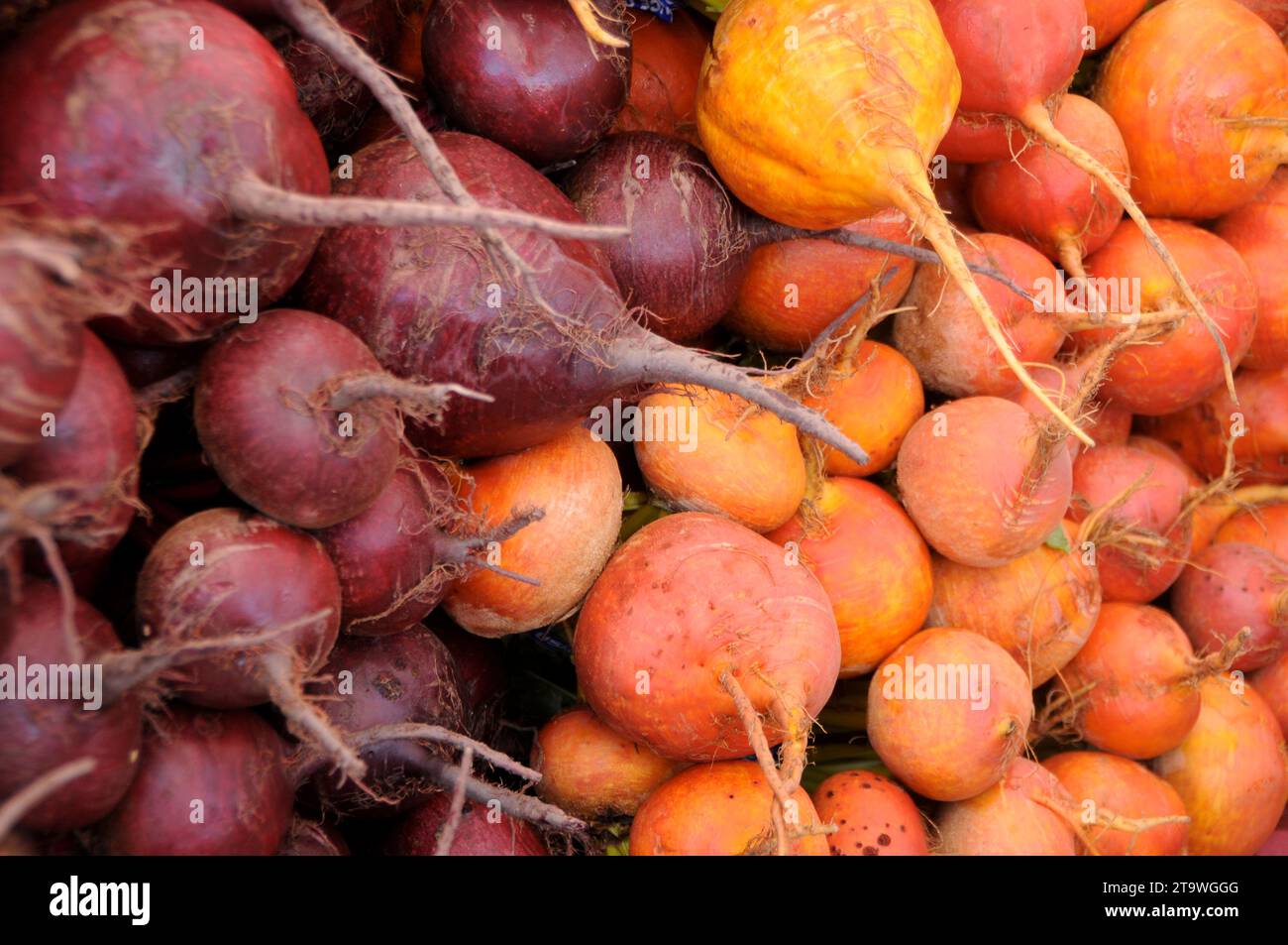 Nahaufnahme: Rote und goldene Rüben Stockfoto