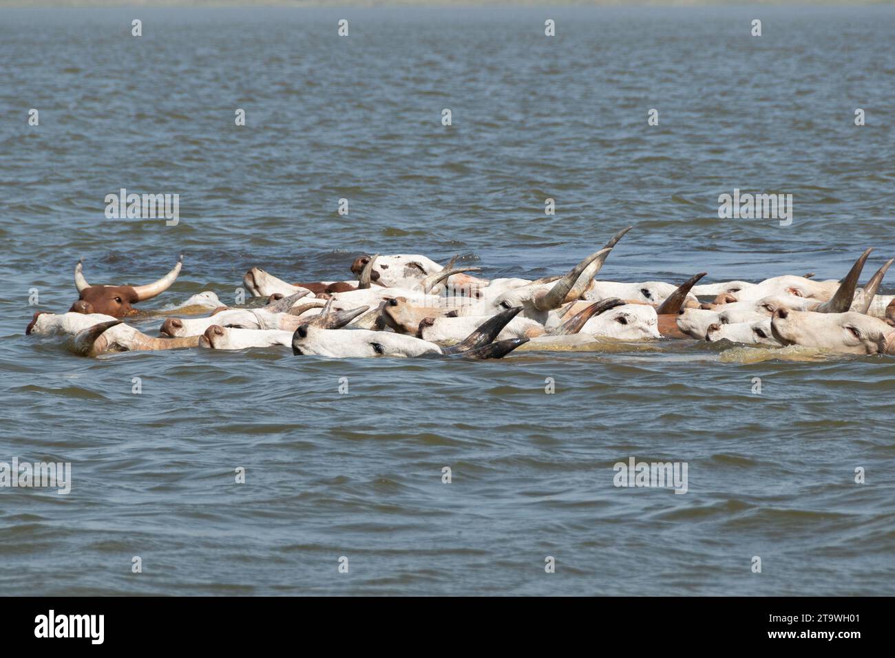 Kauri-Kühe des tschad-Sees sind eine endemische Spezies dieser Stätte Stockfoto