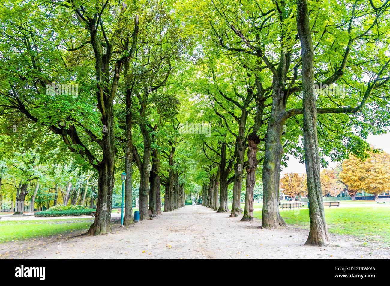 Von Bäumen gesäumte Gasse im Parc du Cinquantenaire, Brüssel, Belgien Stockfoto