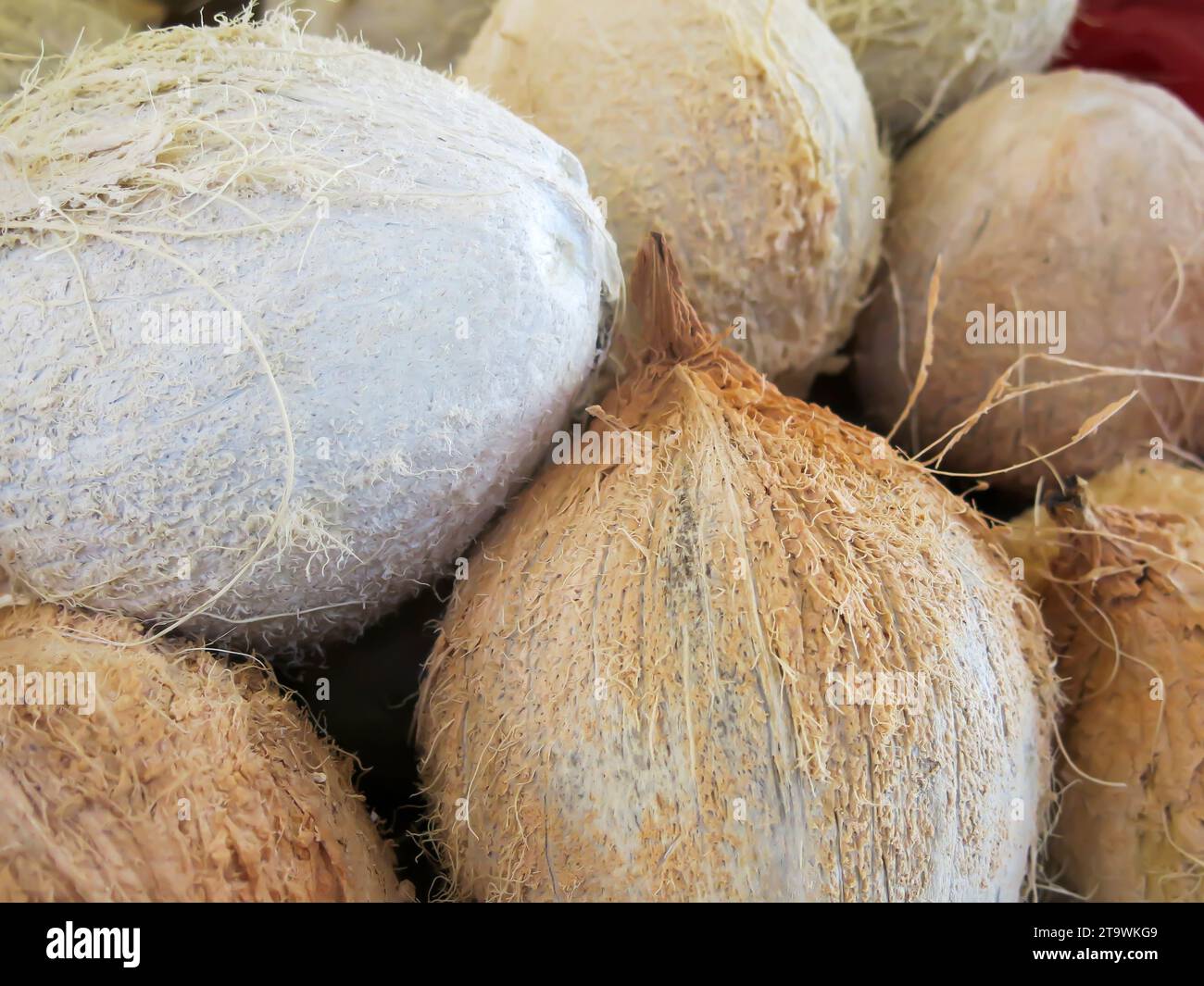 Nahaufnahme - Kokosnüsse Stockfoto