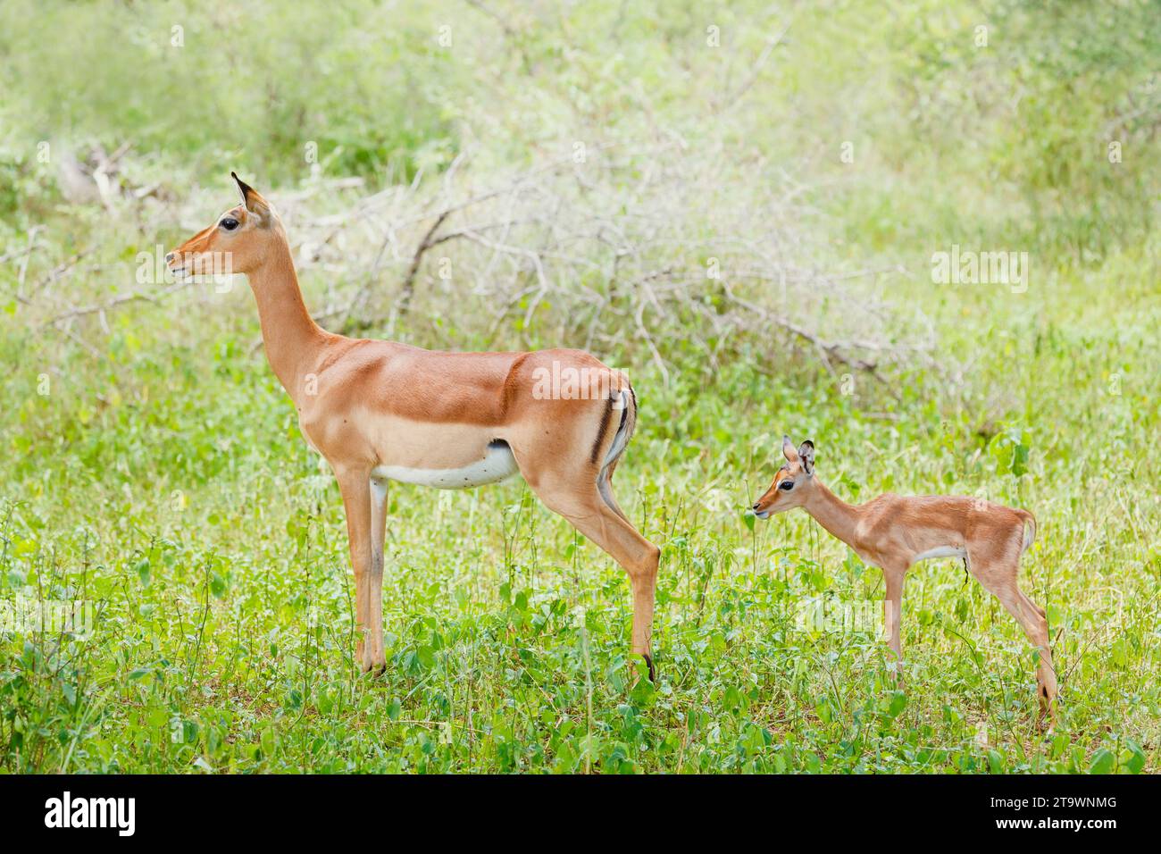 Impala (Aepyceros melampus), Mutter und Neugeborenes im Kruger-Nationalpark/Afrika Stockfoto