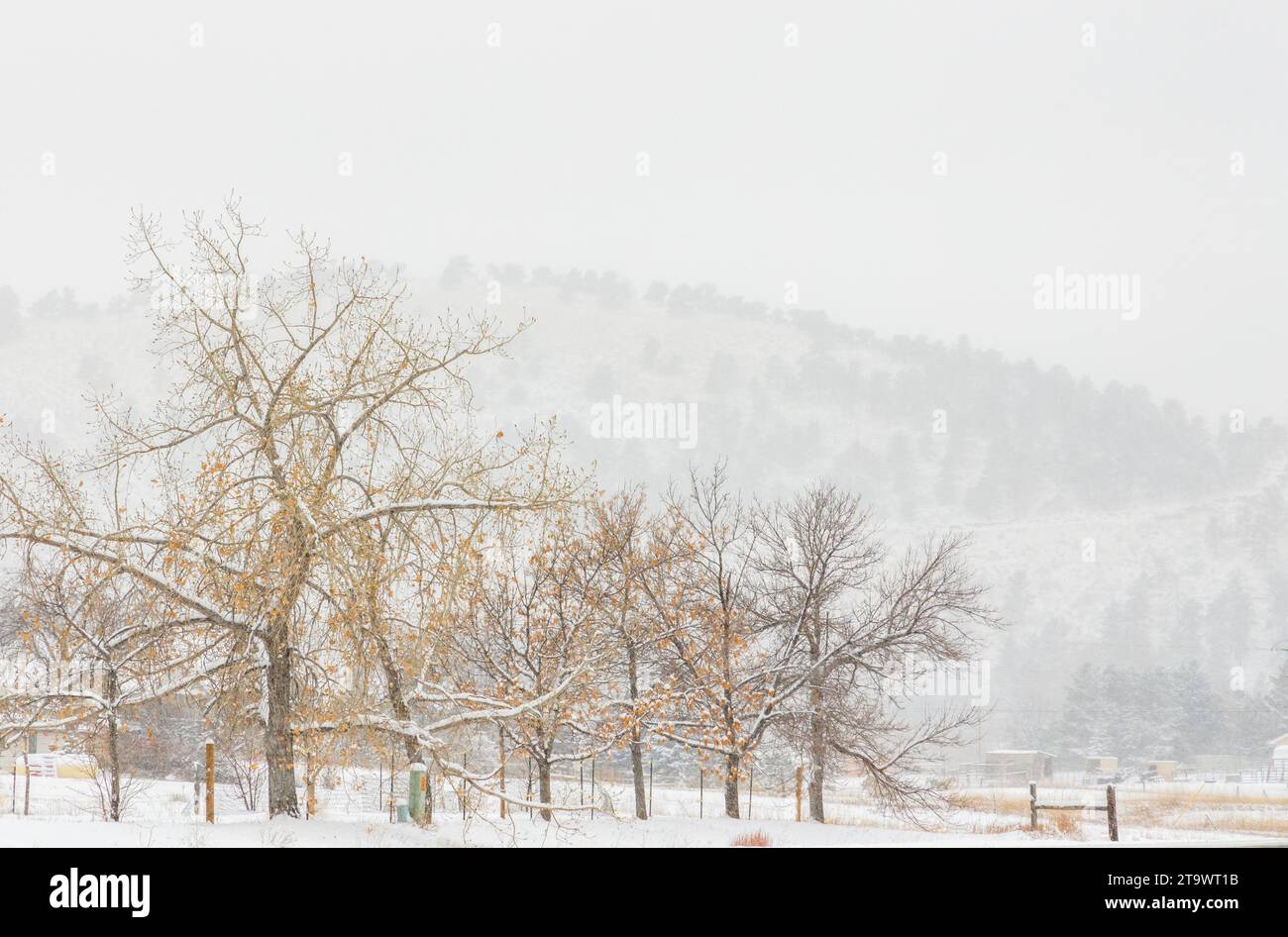 Colorado Living. Fort Collins, Colorado - Denver Metro Und Winterpanorama. Schnee fällt in der Nachbarschaft Stockfoto