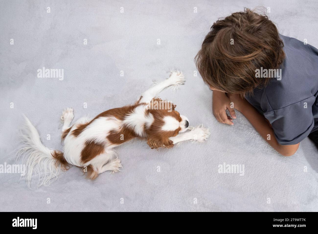 Junge, 10 Jahre alt, dunkles Haar, spielt mit Hund zu Hause. Der süße Welpen-Kavalier-König charles Spaniel. Niedliches Haustier. Kinder spielen mit dem Hündchen Stockfoto