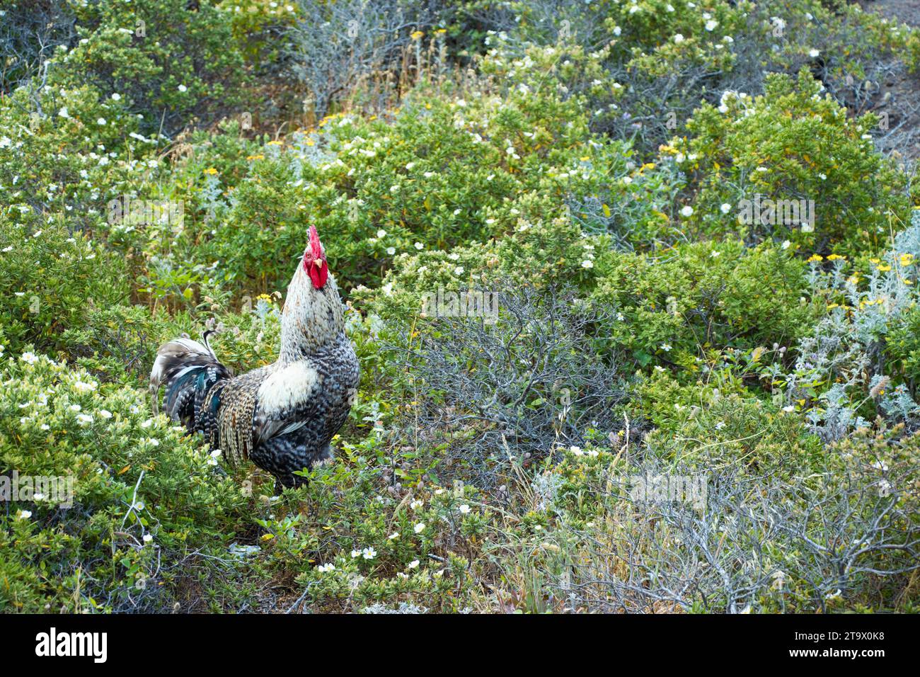 Ein Huhn, das durch die Felder wandert, auf der Suche nach Nahrung. Stockfoto