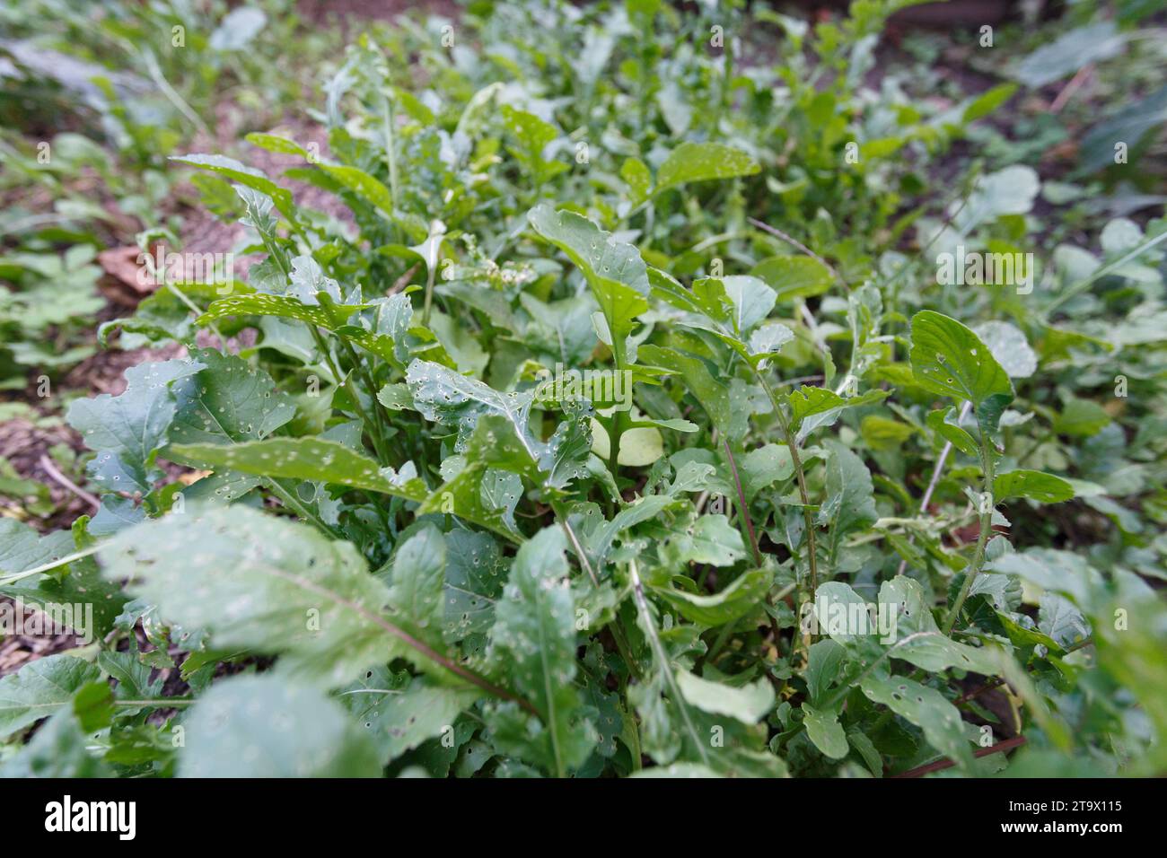 Rucola wächst im Garten Stockfoto