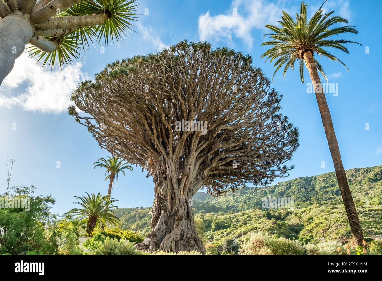 El drago milenario -Fotos und -Bildmaterial in hoher Auflsung  Alamy