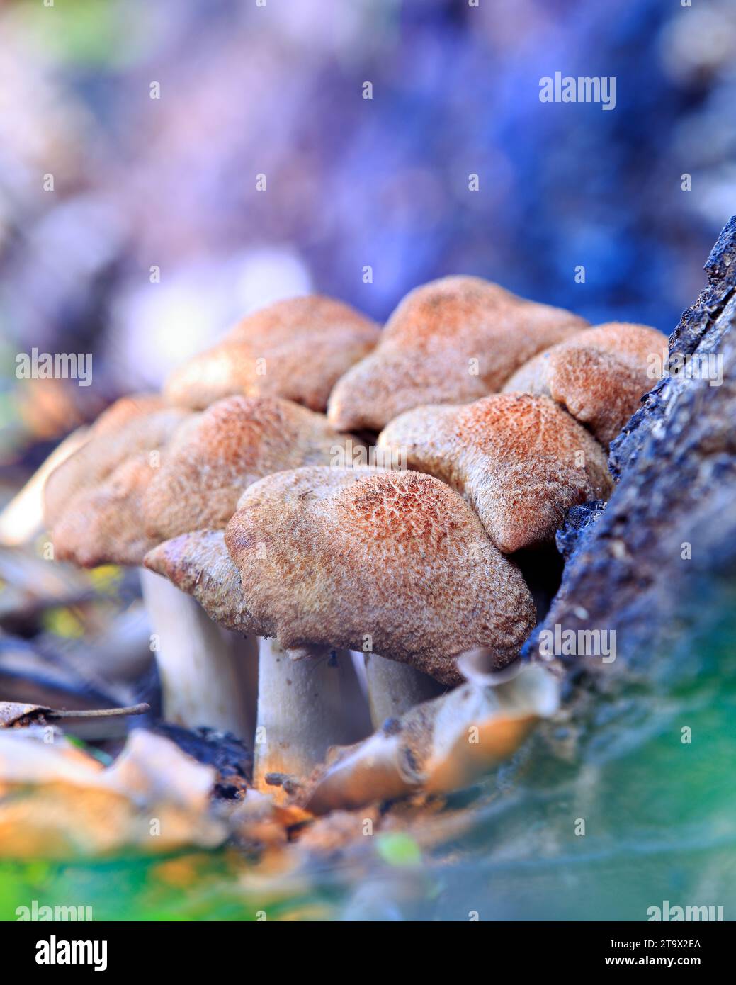Es handelt sich um eine Art des Basidiomyceten-Pilzes aus der Familie der Strophariaceae. Sie kommt in der Regel in großen Gruppen vor, von Frühling bis Winter, vor allem auf der Nadelpflaster Stockfoto