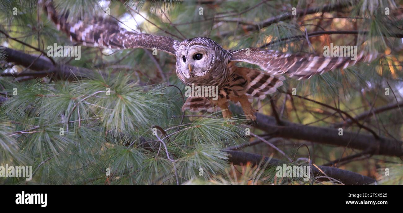 Barred Owl fliegt im Wald auf grünem Hintergrund, Quebec, Kanada Stockfoto