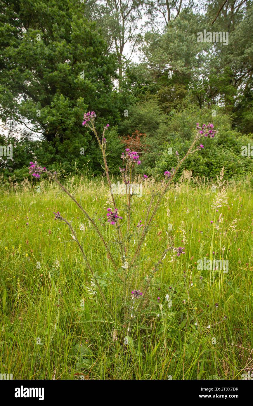 Marsh Thistle (Cirsium palustre), Brook Meadow Natue Reserve, Warwickshire, England. Juni. Stockfoto