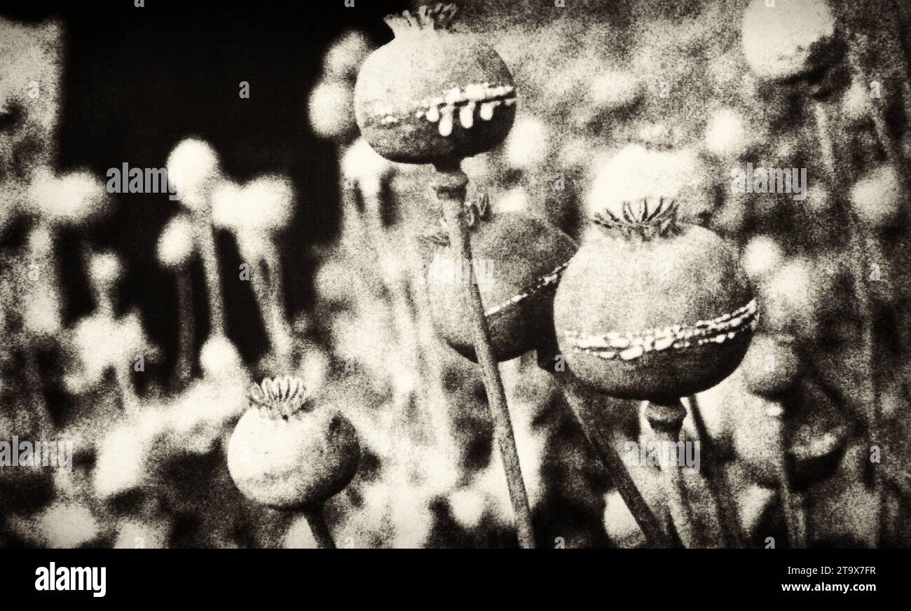OPIUMMOHN - OPIUMERNTE Stockfoto