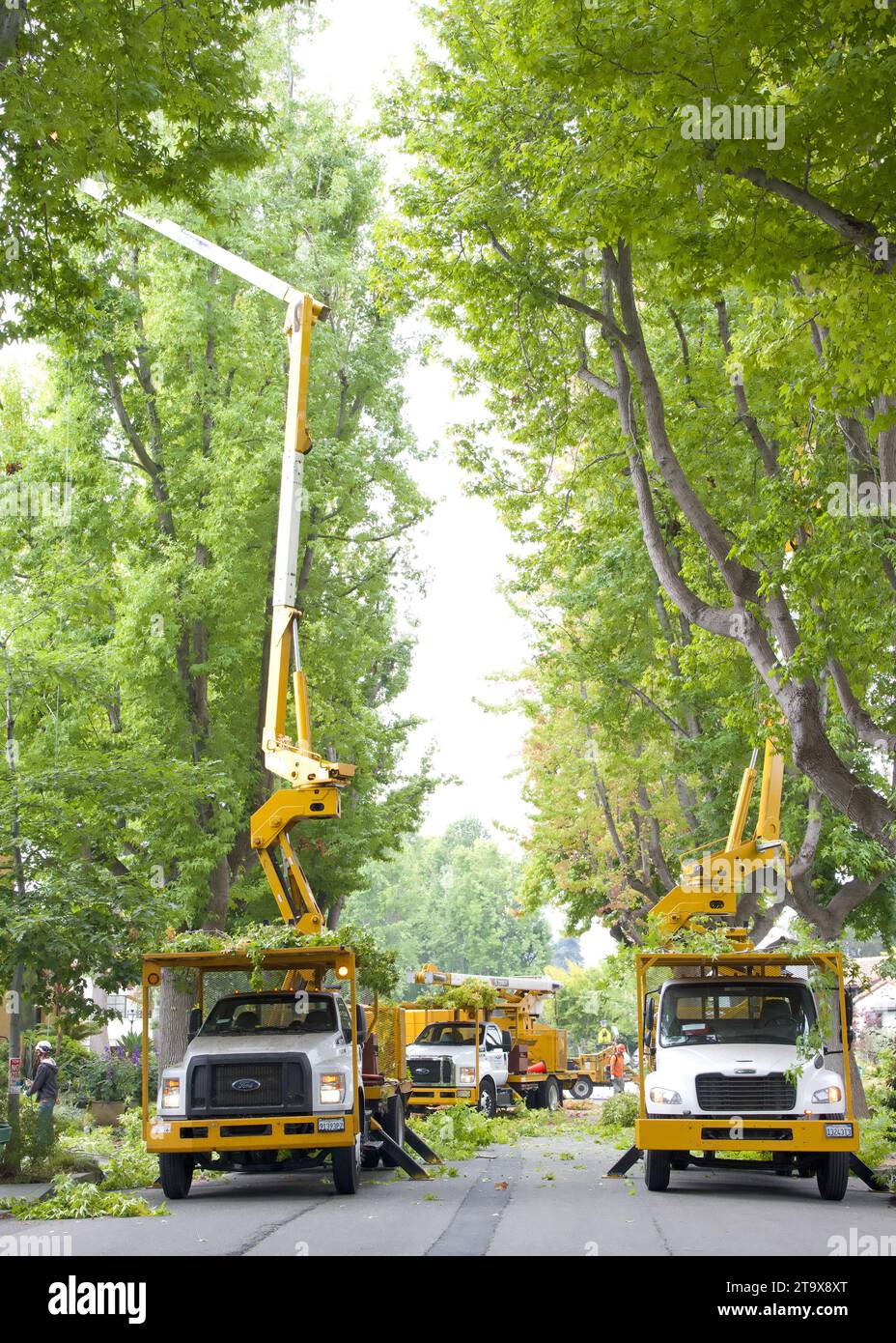 Alameda, KALIFORNIEN - 19. September 2023: Stadtwagen als Besatzungen dünnen die flüssigen Bernsteinbäume auf einer Straße. Durch das Ausdünnen des Baldachins auf Bäumen wird die Luft erhöht und Stockfoto