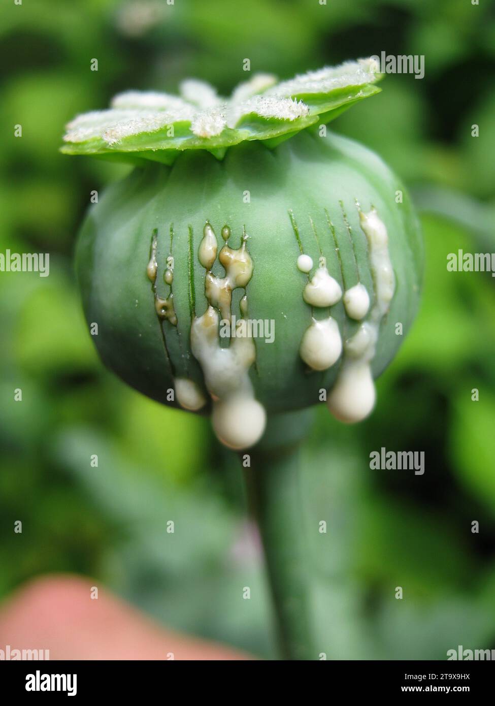 OPIUMMOHN - OPIUMERNTE Stockfoto