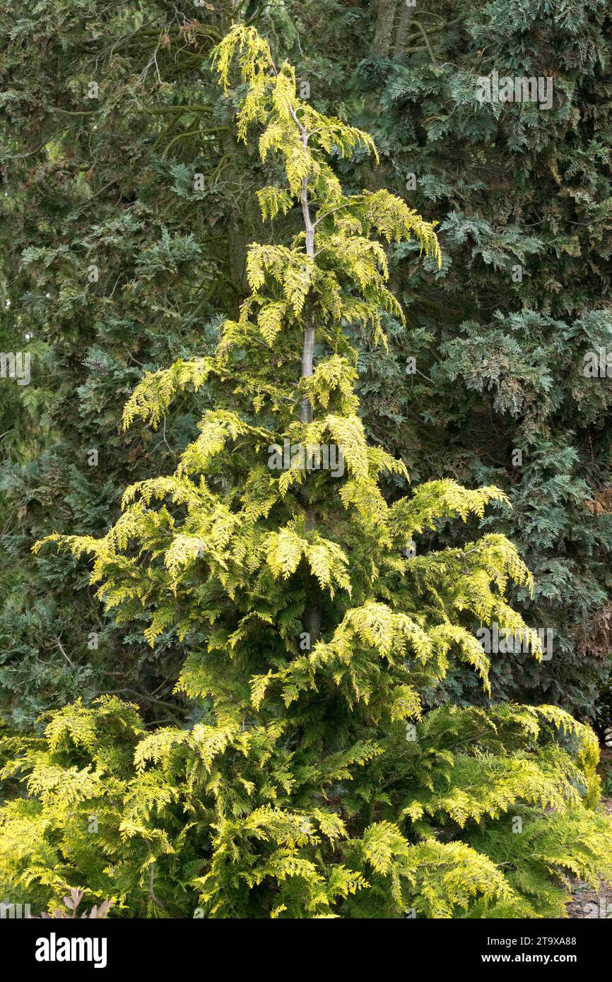 Chamaecyparis lawsoniana 'Ivonne' Lawson False Cypress, Port Orford Cypress, Oregon Cypress, Port Orford Cedar im Garten Stockfoto