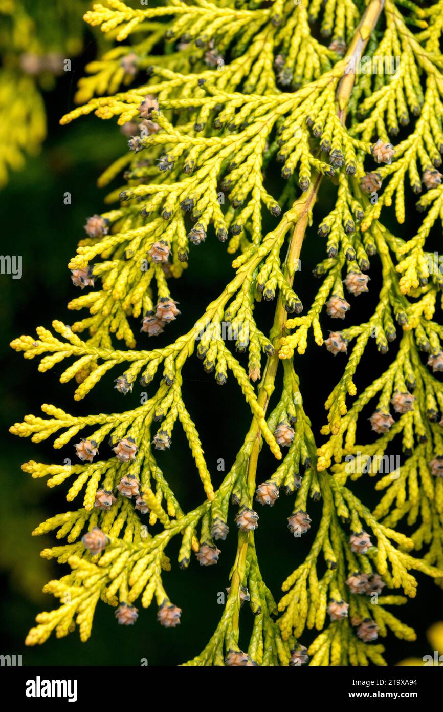 Hell, Laub, Gold, Blätter, Lawson False Cypress, Chamaecyparis lawsoniana, Oregon Cypress Stockfoto