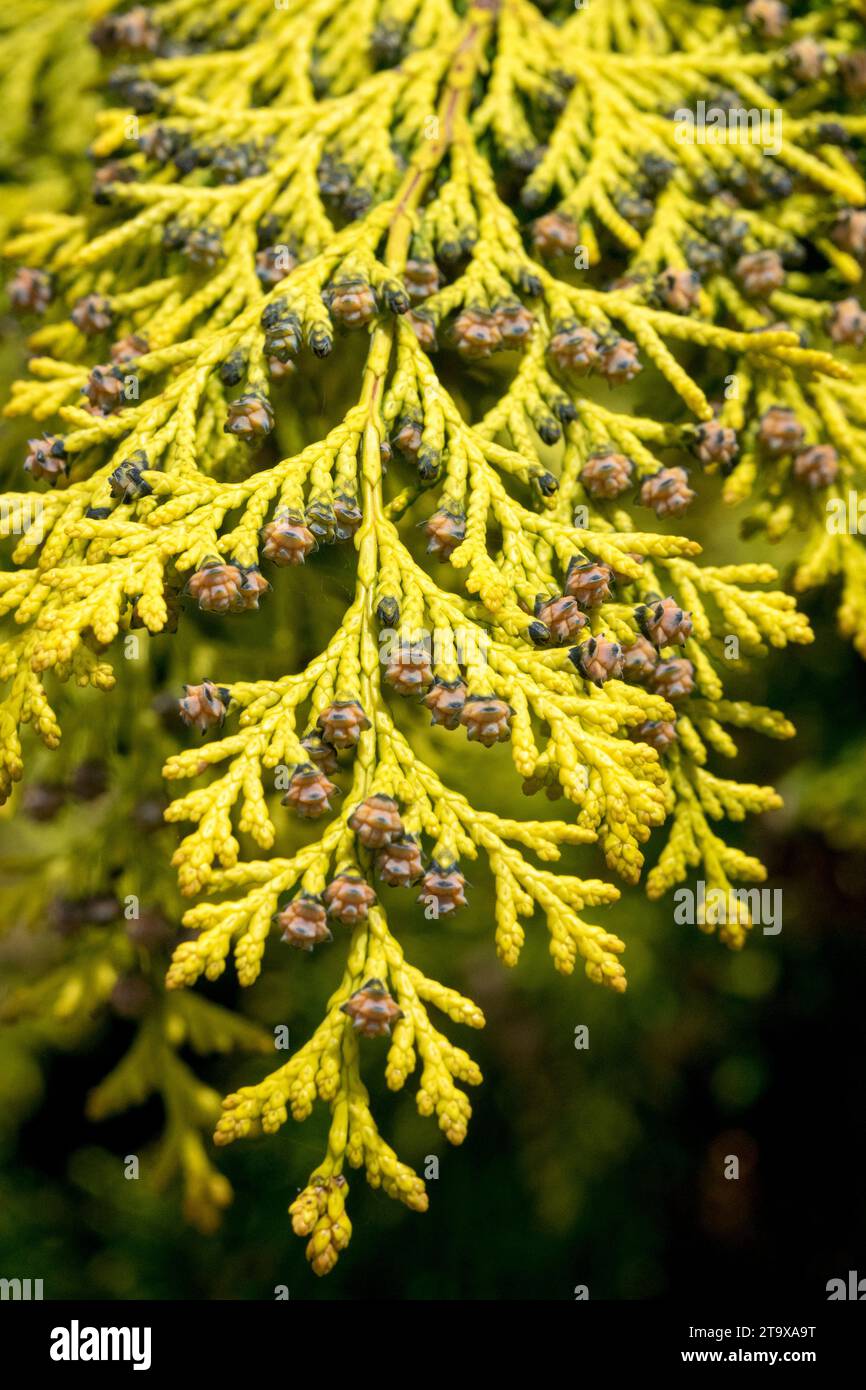 Chamaecyparis, Blätter, hell, Gold, Chamaecyparis lawsoniana 'Ivonne' Stockfoto