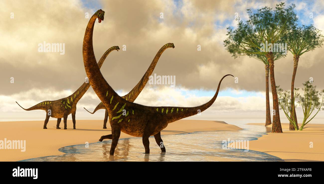 Mamenchisaurus Sauropoden-Dinosaurier spielen in einem Bach, in der Nähe wachsen Wattieza-Bäume. Stockfoto