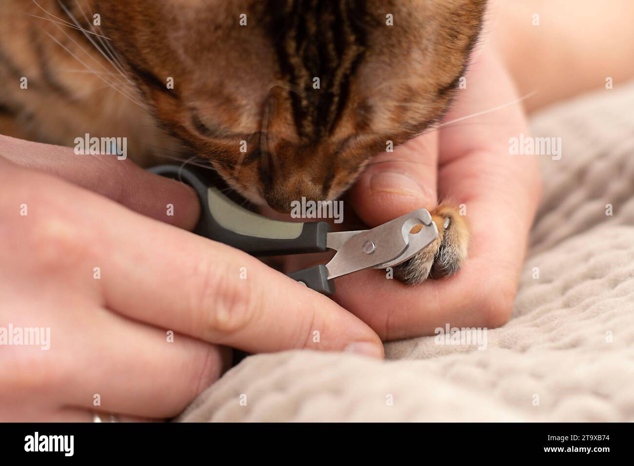 Tierärztliches Konzept. Die Hände eines Mannes sind mit einer speziellen Nagelschere beschnitten, langen und scharfen Klauen einer schönen Leopardenkatze. Nahaufnahme. Weich Stockfoto