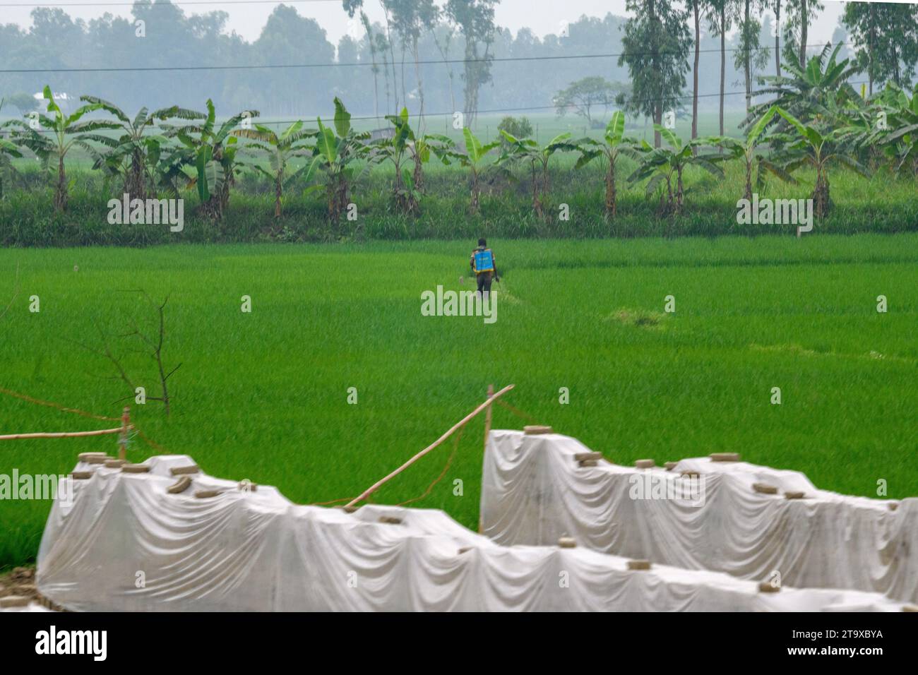 Ein Mann, der Unkrautmörder auf einem Reisfeld in Bangladesch verteilt Stockfoto