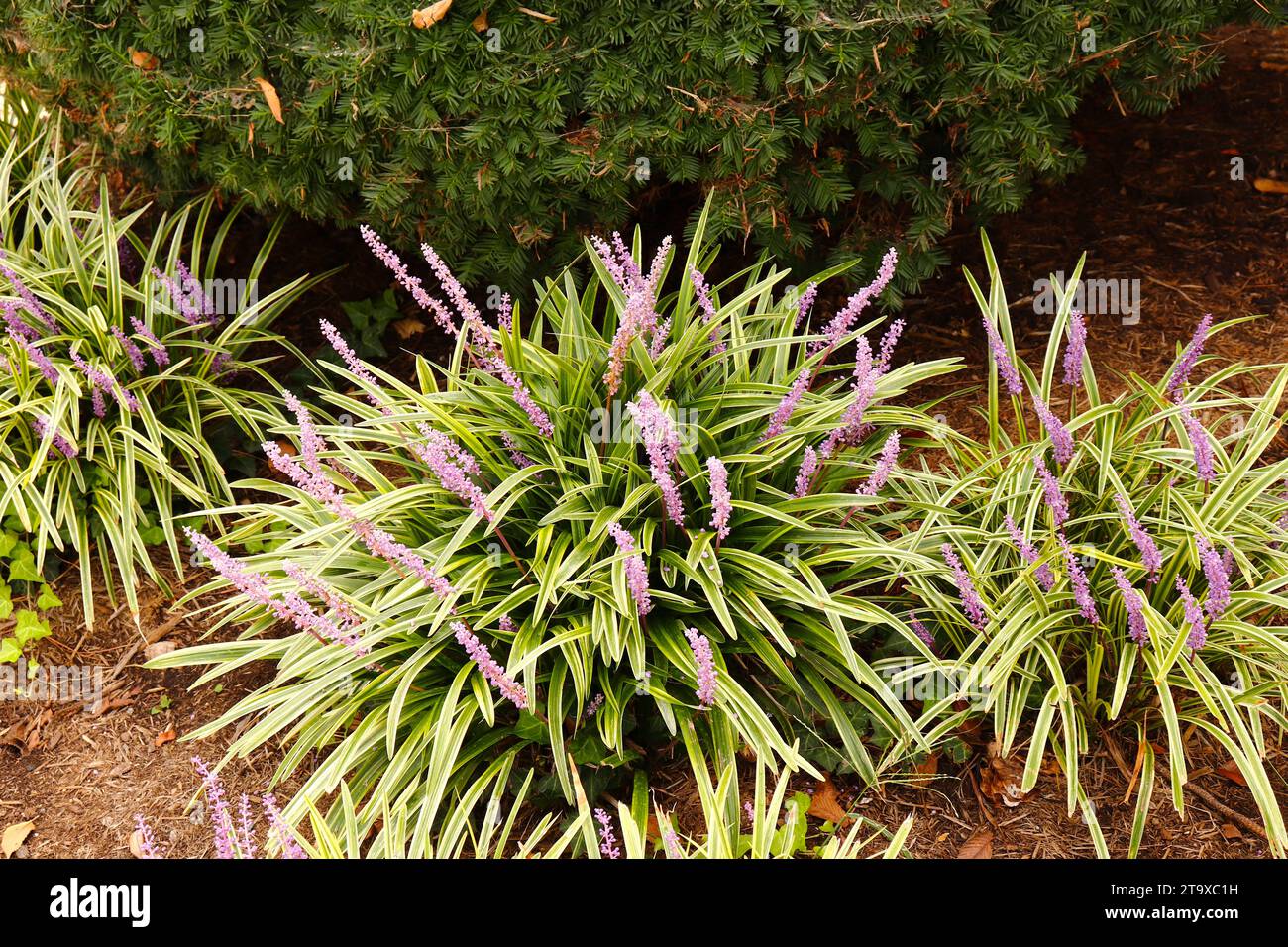 Set mit drei Liriope Sträuchern mit violetten Blüten Stockfoto