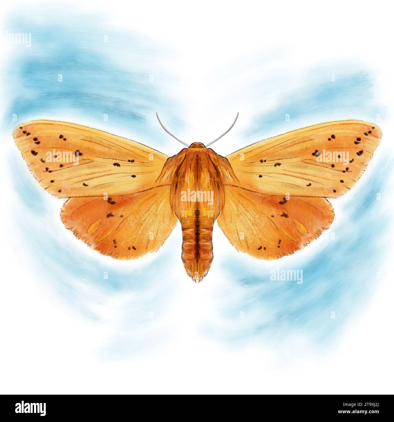 Wunderschöne Isabella Tiger Moth Illustration Stockfoto